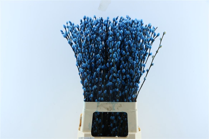 Salix Wilgenkatjes Light Blue 70cm