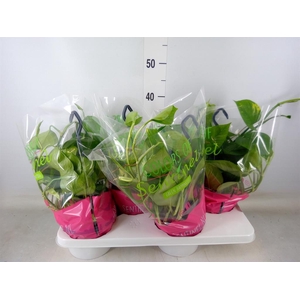 Epipremnum pinn.   HG  ...mix