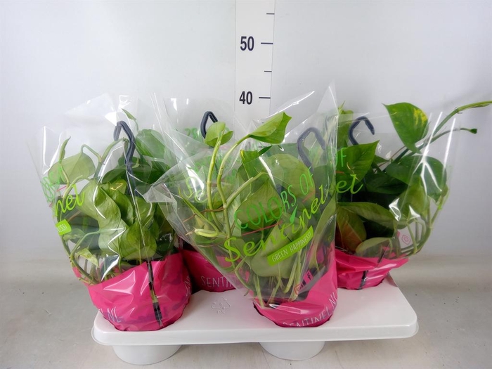 <h4>Epipremnum pinn.   HG  ...mix</h4>