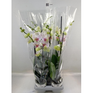 Phalaenopsis   ...mix