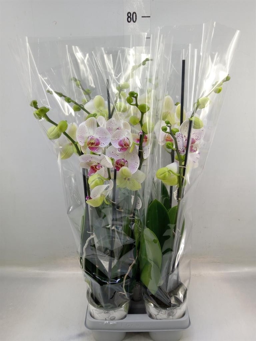 <h4>Phalaenopsis ...mix</h4>