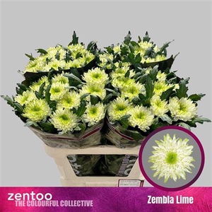 Chr G Zembla Lime
