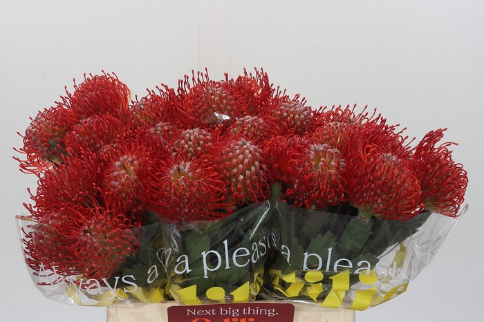 <h4>Nutans Ayoba Red</h4>