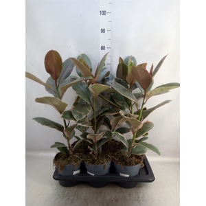 Ficus elastica 'Belize'