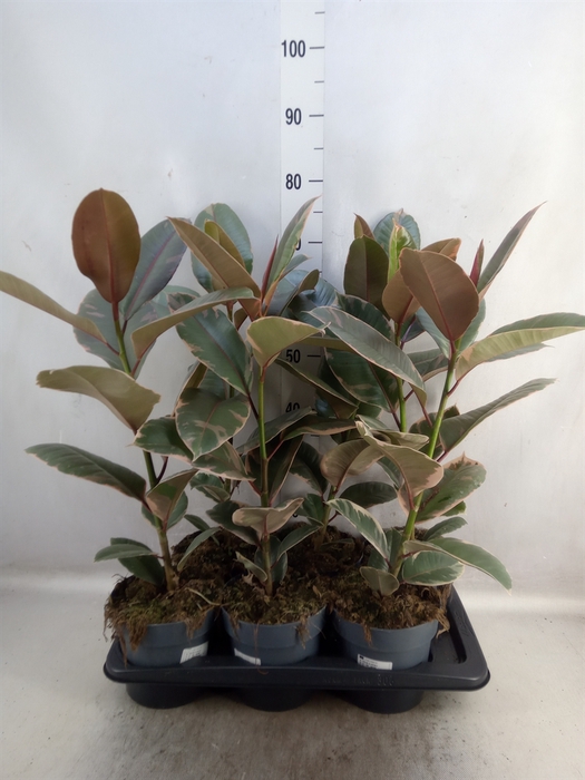 <h4>Ficus elastica 'Belize'</h4>