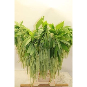 Amaranthus Hang Overig Clover