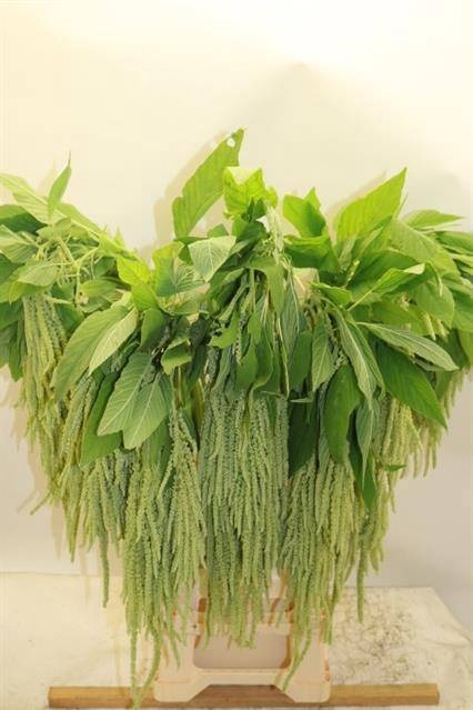 <h4>Amaranthus Hang Overig Clover</h4>