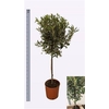 Olea Europaea