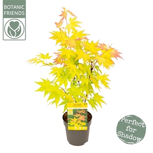 Acer palm. 'Orange Dream'