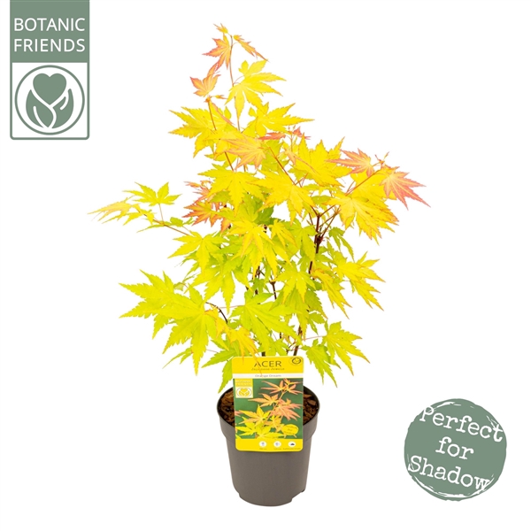 <h4>Acer palm. 'Orange Dream'</h4>