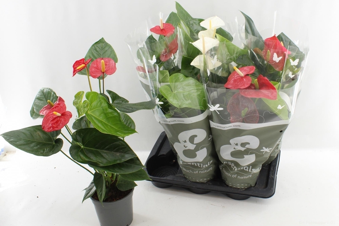 <h4>ANTHU AN GEM 4 KL</h4>