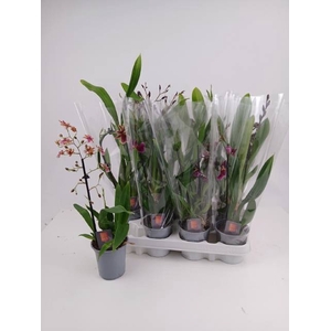 ORCHIDEEEN GEM