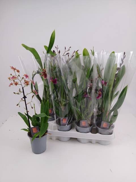 <h4>ORCHIDEEEN GEM</h4>