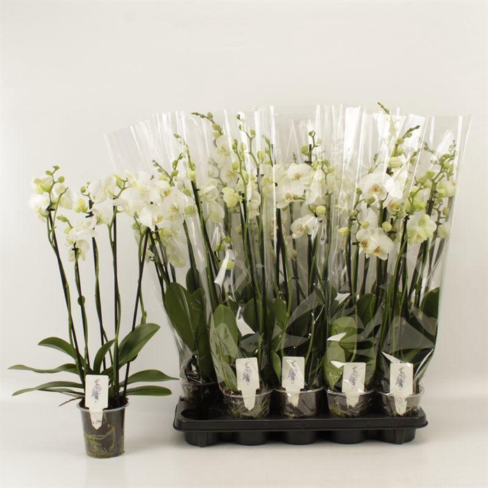 <h4>PHAL OV WIT</h4>