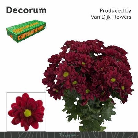 <h4>Chr T Mexicano</h4>