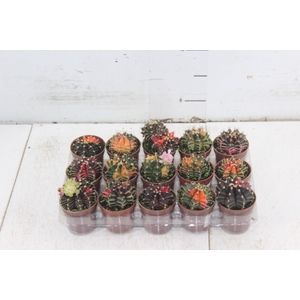 CACTUS GYMNOCALYCIUM MIHANOVICHII P06