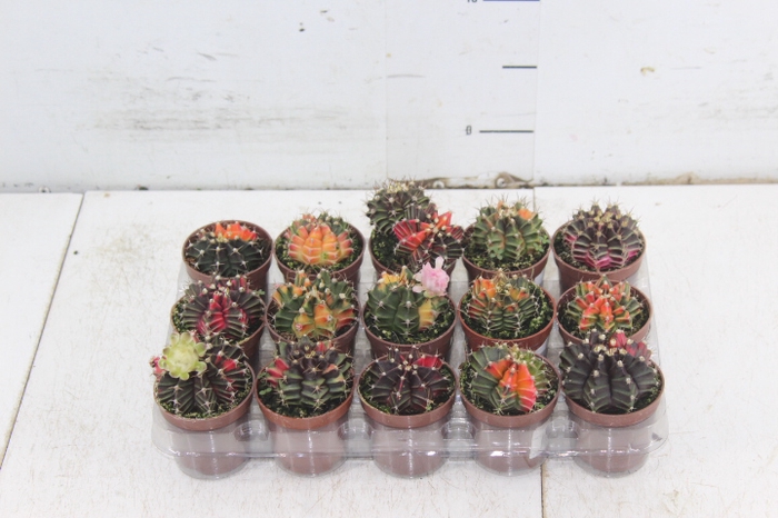 CACTUS GYMNOCALYCIUM MIHANOVICHII P06