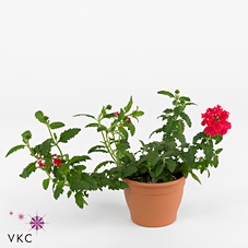 Concrete Pot Old Green/red 27x22cm