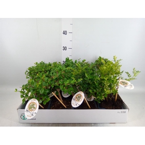 Bonsai   ...mix