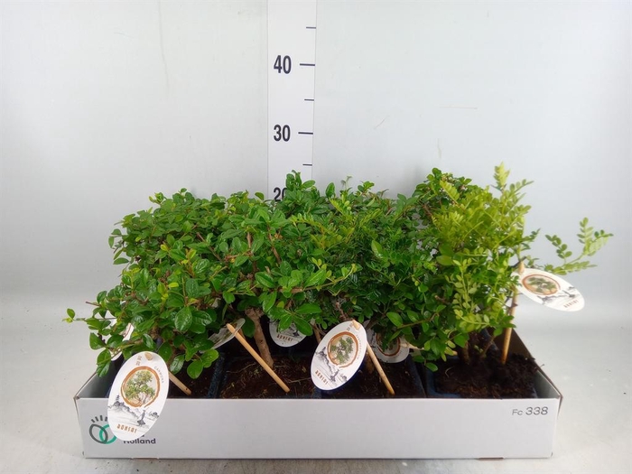 <h4>Bonsai   ...mix</h4>