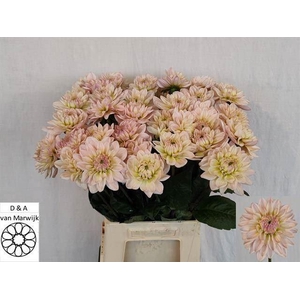 DAHLIA DIANAS MEMORY