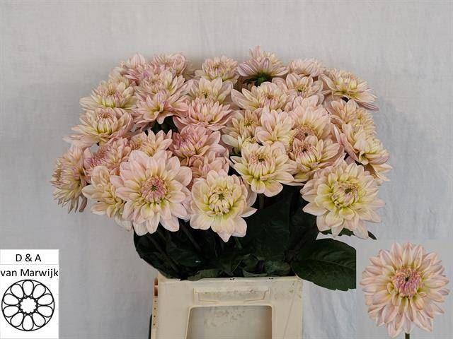 <h4>DAHLIA DIANAS MEMORY</h4>