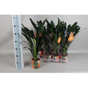 CLIVIA MI