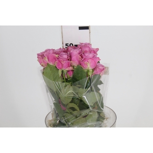 ROSA COOL WATER 050 CM ESTUFA