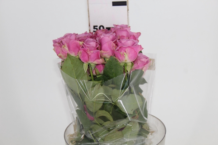<h4>ROSA COOL WATER 050 CM ESTUFA</h4>