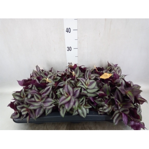 Tradescantia zebrina 'Purpusii'