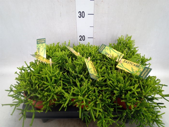 <h4>Rhipsalis heteroclada 'Easy Clada'</h4>