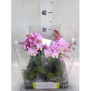 Phalaenopsis multi.   ...rose
