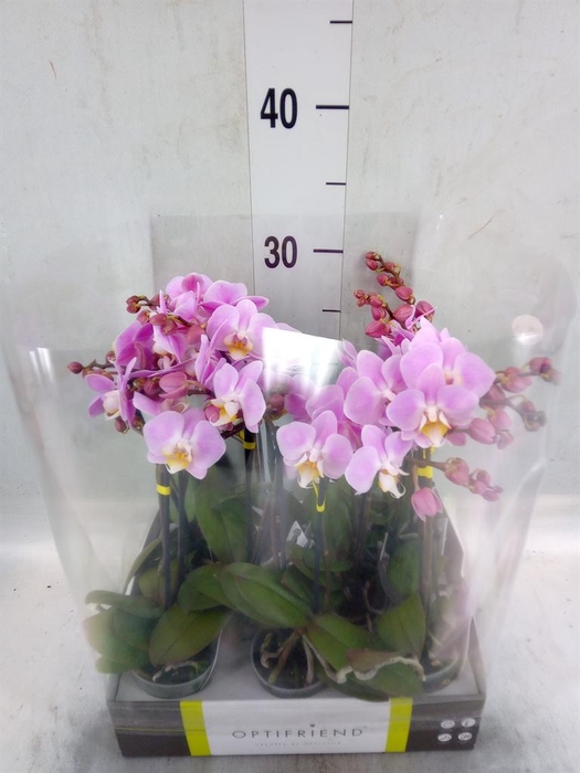 <h4>Phalaenopsis multi.   ...rose</h4>