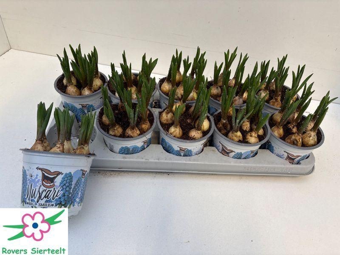 <h4>MUSCAR BIG SMILE</h4>