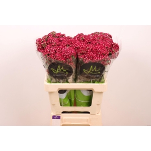 ACHIL NEONGLOW EMBER