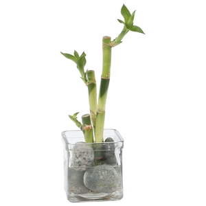 Lucky Bamboo Zen arrangement in ø8cm glass