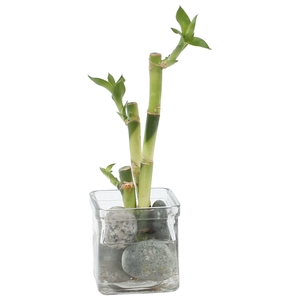 Lucky Bamboo Zen arrangement in ø8cm glass