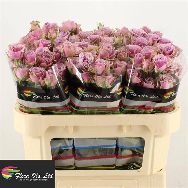 <h4>R Tr Purple Sky Flora Ola</h4>