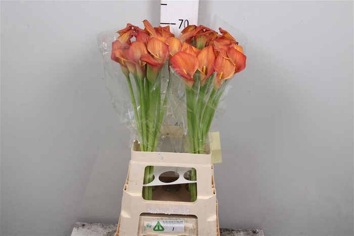 <h4>Zant Ov Orange</h4>