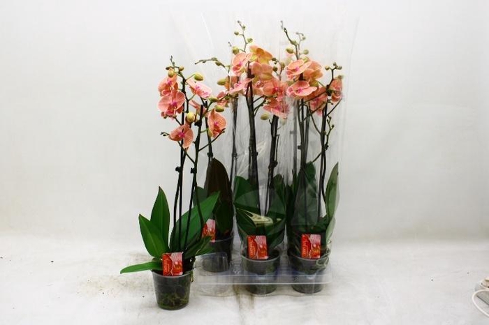 <h4>PHAL OV ORANJE</h4>