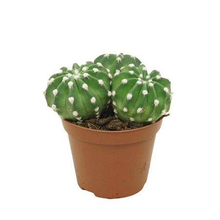 Echinopsis Multiplex