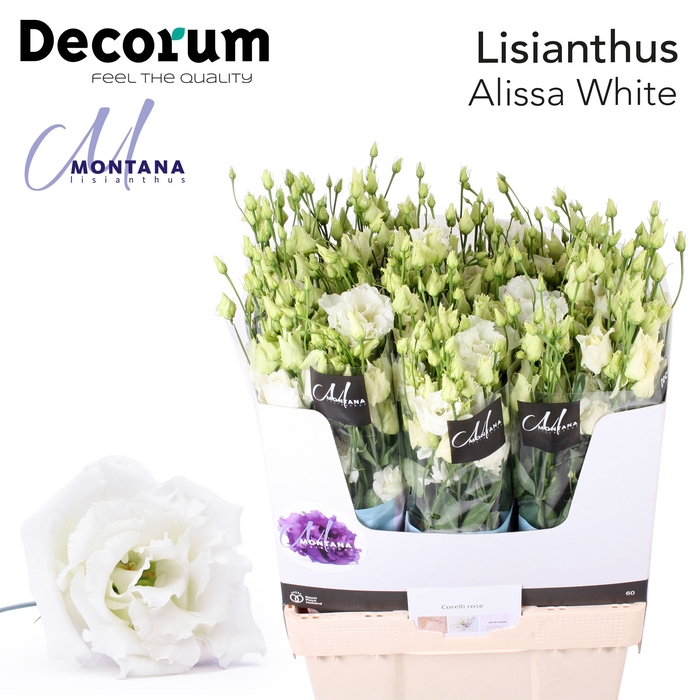 Lisianthus Alissa white 70cm