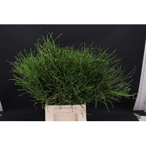 Vaccinium Heidelbeer