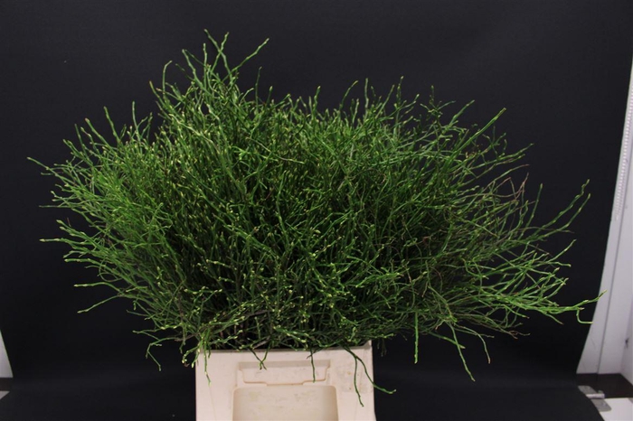 <h4>Vaccinium Heidelbeer</h4>