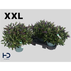 Hebe Ov Xxl