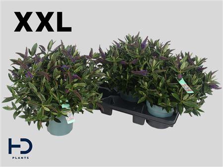 <h4>Hebe Ov Xxl</h4>