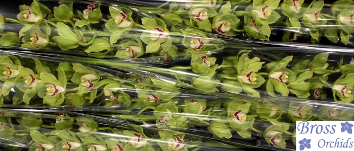 <h4>CYMB T ALI ANDERSON</h4>