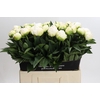 Paeonia Madame Claude Tain