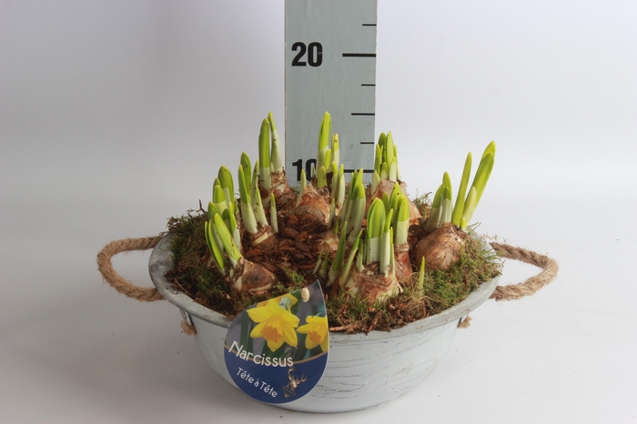 <h4>ARR NARCISSUS</h4>