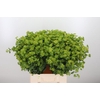 Bupleurum Griffithii